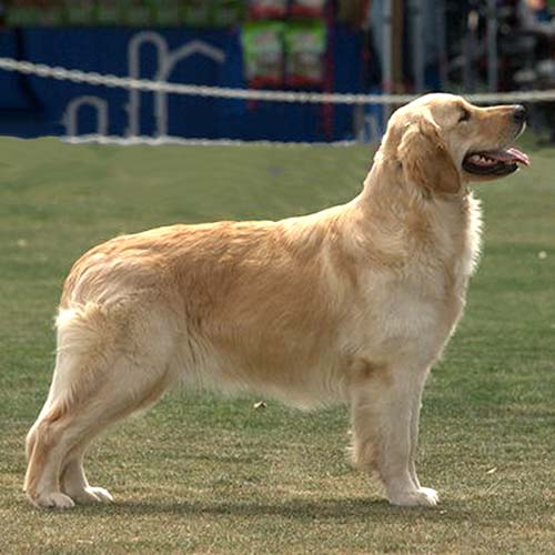 tekst Vouwen zuurgraad Golden Retriever Dog Breed Information