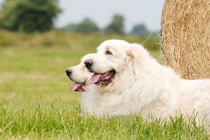 what does a great pyrenees dog look like