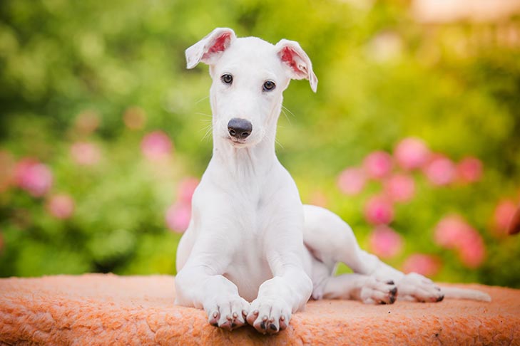 Greyhound Puppy Laying Down Outdoors 