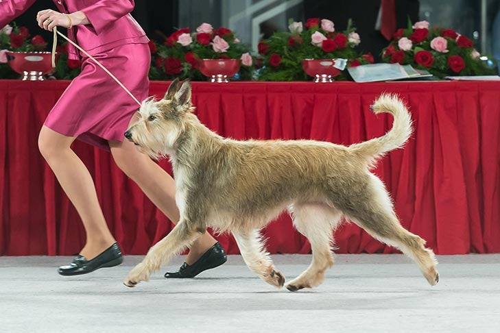 Best of Breed: GCHG CH Eclipse's One N Only CM4, Berger Picard; 2016 AKC National Championship presented by Royal Canin Herding Group judging, Orlando, FL.