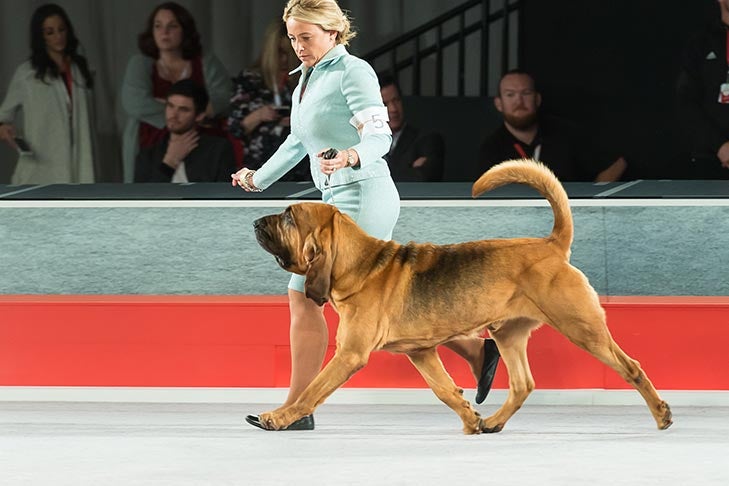 Best of Breed: GCHG CH Quiet Creek's Limited Edition, Bloodhound; Hound Group judging at the 2016 AKC National Championship presented by Royal Canin in Orlando, FL.