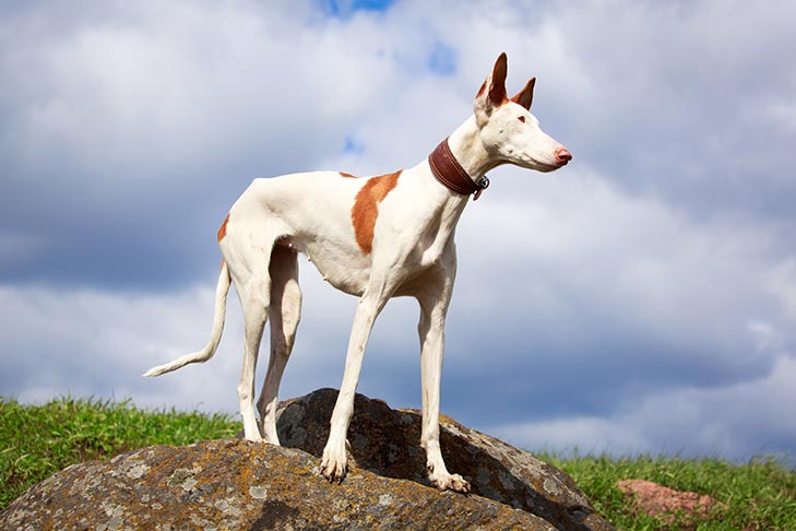 Ibizan Hound standing on top of a hill.