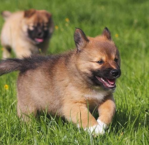 what does a herding dog do