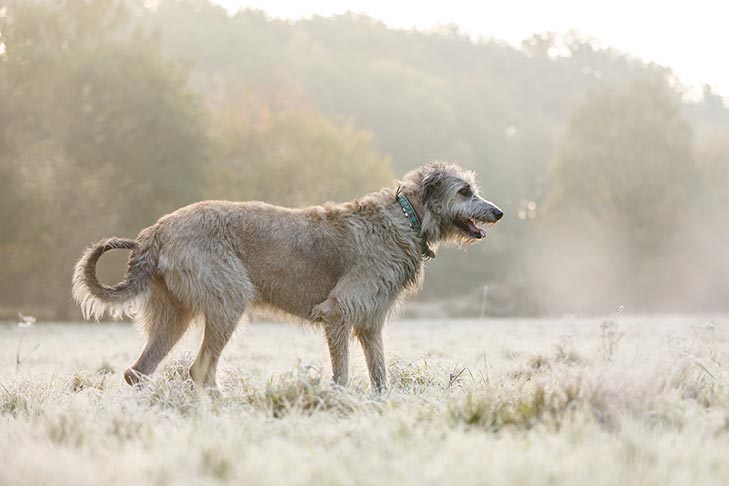 Irish Wolfhound standing in a field.