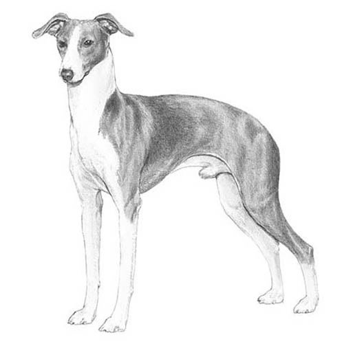 white greyhound dog