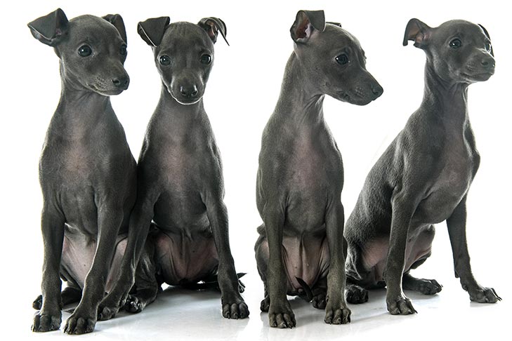 italian greyhound full grown
