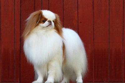 can japanese chin be white