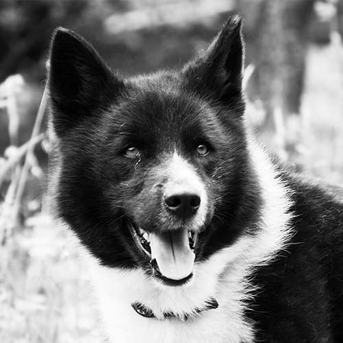 Karelian Bear Dog Dog Breed Information - American Kennel Club