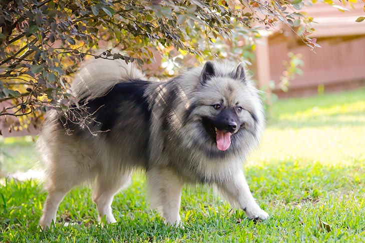 Keeshond Breed Information