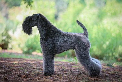 are terrier poodles hypoallergenic