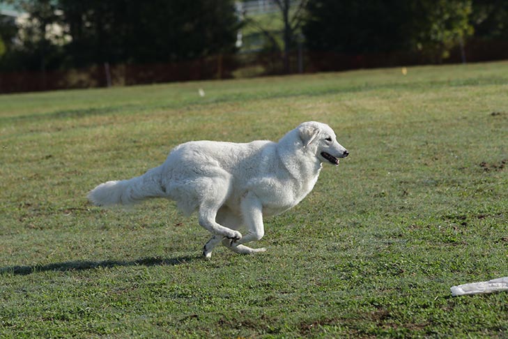 Kuvasz running in FastCat.