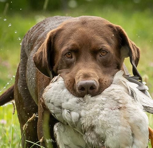 Labrador Retriever Carrying A Bird In Its Mouth 500x486 