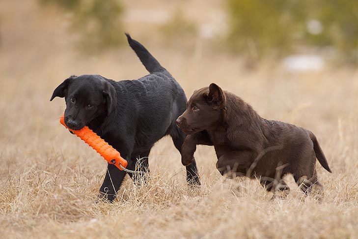 11 Labrador Retriever Names for Your Loving and Sociable Puppy