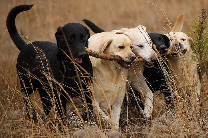 what are the 6 types of retrievers