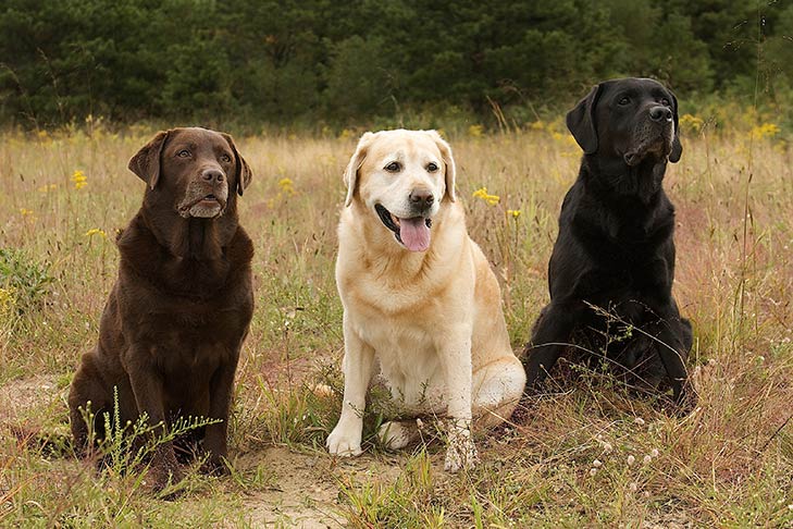 Makkelijk te gebeuren Toeval parallel Labrador Retriever Dog Breed Information