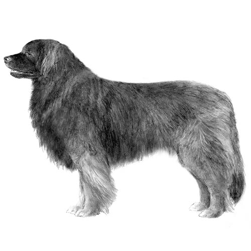 brazilian mastiff Height: 25.5 - 29.5 inches Weight: 90 - 110