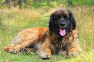 Dog Health: Canine Healthcare Issues and Tips