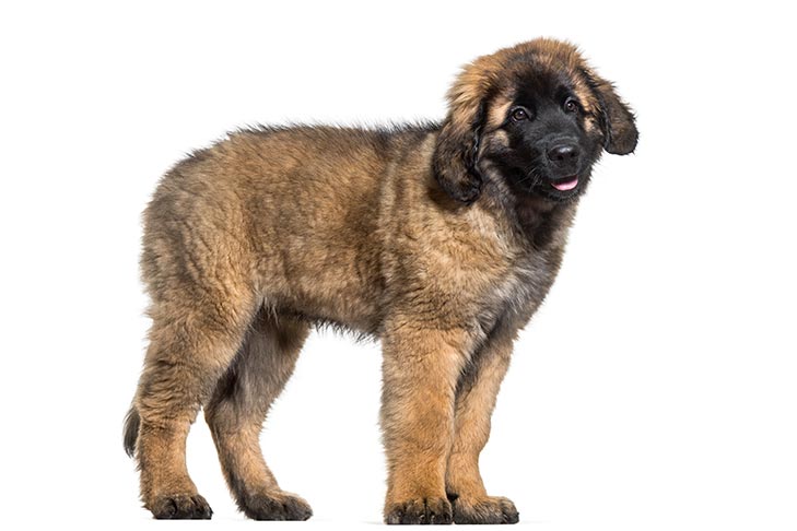 are leonbergers good family dogs