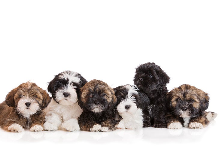 Lhasa Apso Puppies Laying Side By Side 