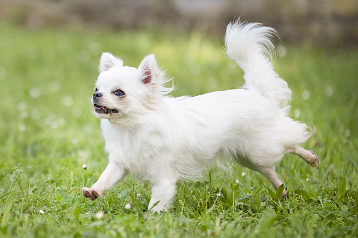 9 Facts About the Chihuahua: Tiny Dog, Giant Personality – Club