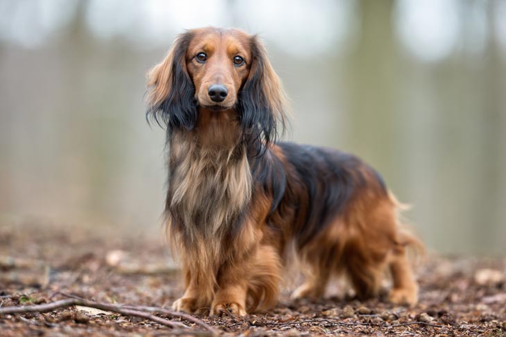 Top 100 image long haired weiner dog - Thptnganamst.edu.vn