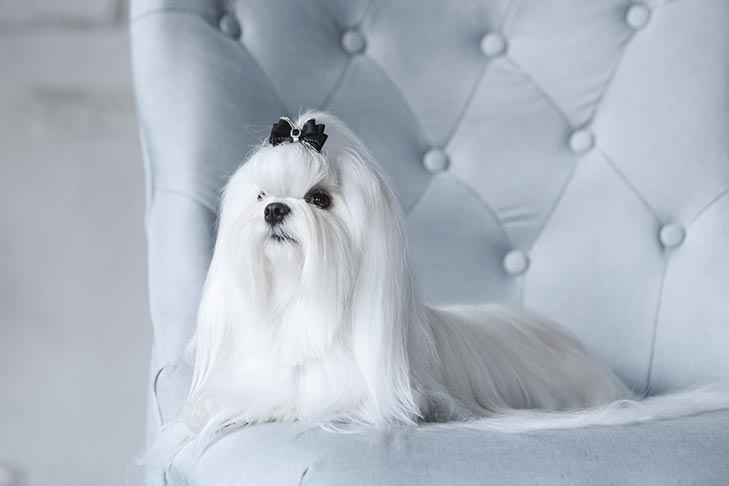 how much does a maltese dog cost