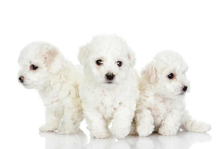 what is the average weight for a maltese dog
