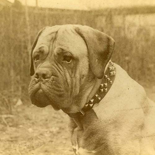 Mastiff dogs best sale