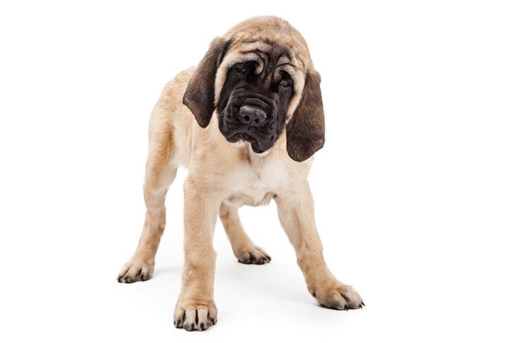 Love mastiffs! Yes I want a dog the size of a small cow