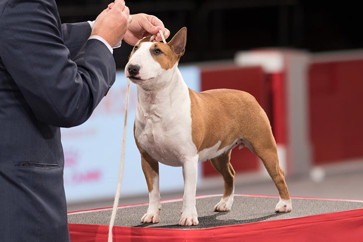 Miniature Bull Terrier at the AKC National Championship.