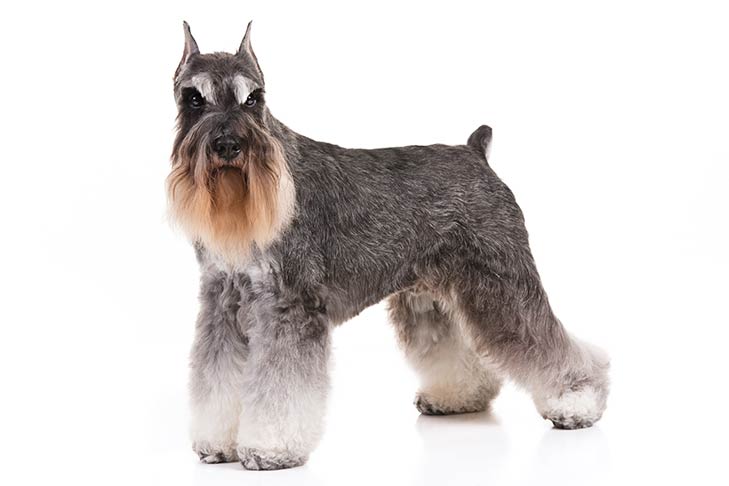 do schnauzers have hair or fur