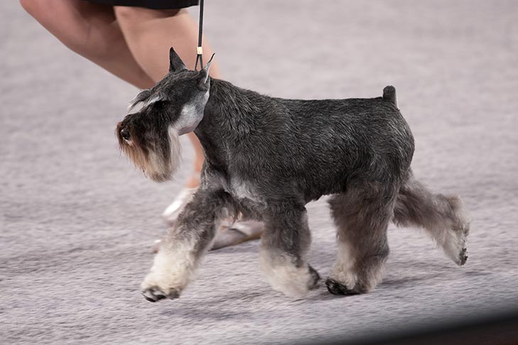 Miniature Schnauzer Facts: 7 Things to Know About This Lovable Breed