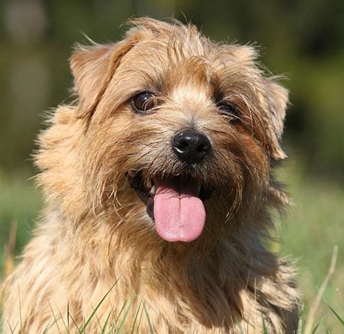 are norfolk terrier good with kids