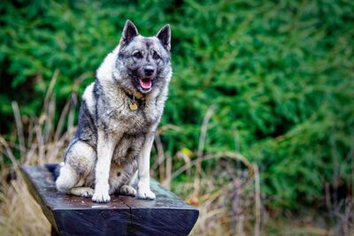 are black norwegian elkhound puppies lazy