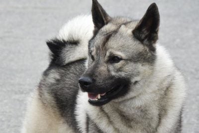 are black norwegian elkhound puppies lazy