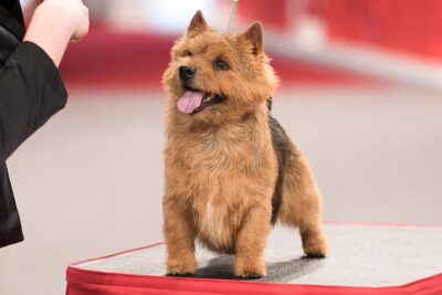 what are the congenital diseases in a norwich terrier puppy