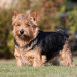 Black best sale norfolk terrier