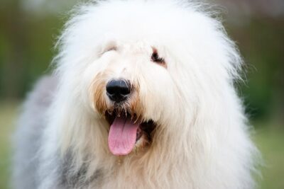 how tall are old english sheep dogs akc