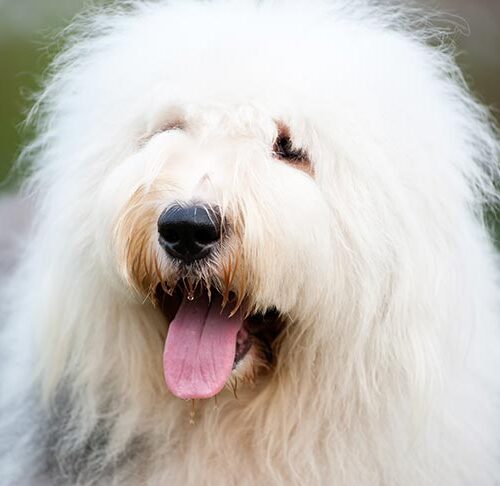 extra large dog breeds long hair