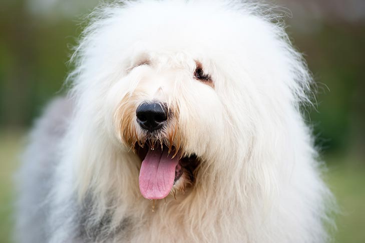 what are the biggest and hairiest dogs