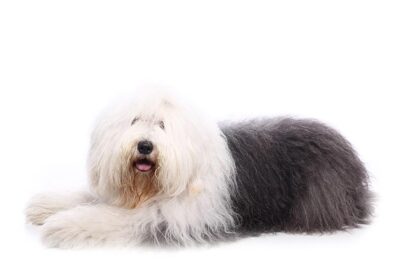 how tall are old english sheep dogs akc
