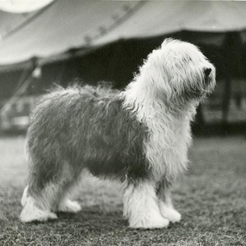Old English Sheepdog - Saúde Animal