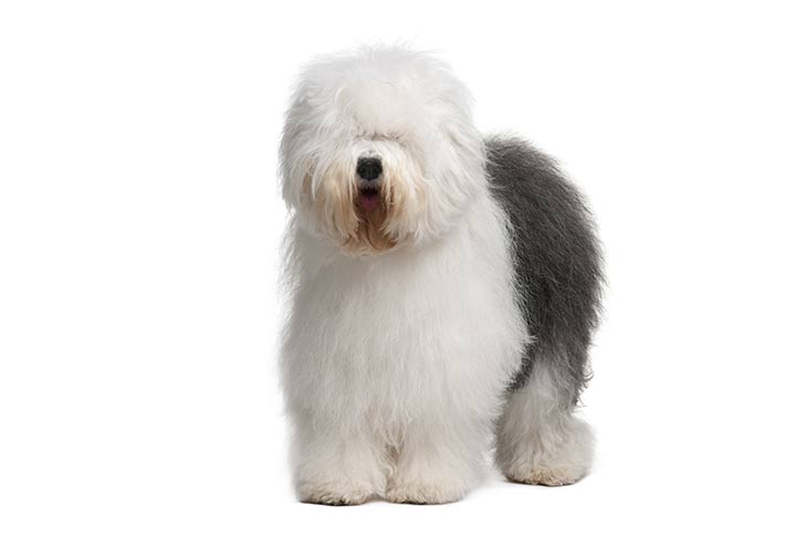 Breeders of Bobtail or Old English Sheepdog in Spain