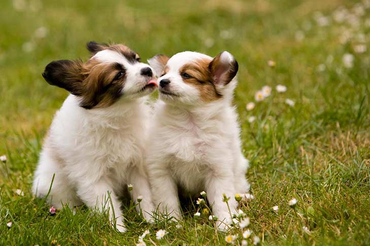 Everything You Need to Know about Papillon Puppies