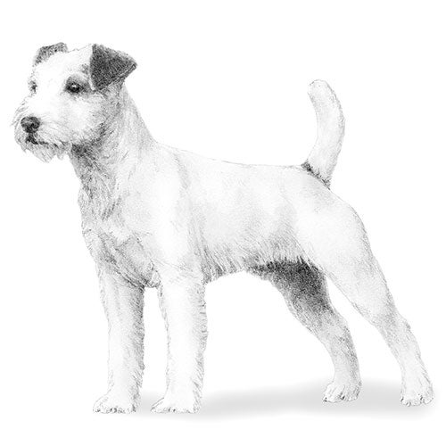 jack russell terrier black and white rough coat