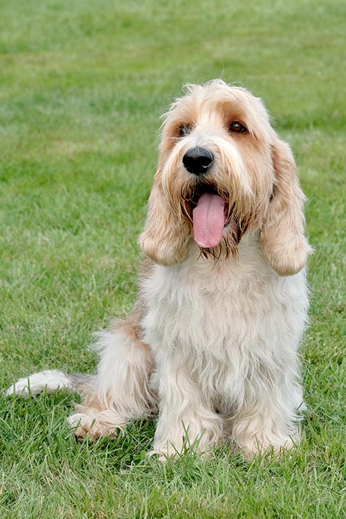 Petit Basset Griffon Vendéen Facts: 6 Things to Know About This Hound