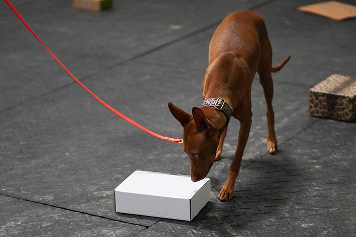 Pizza Box Shape Educational Dog Toy Slow Feeder Dog Toy For Dog