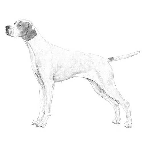 Pointer Dog Breed Information