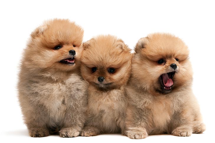 what is the difference between a pomeranian and a teacup pomeranian
