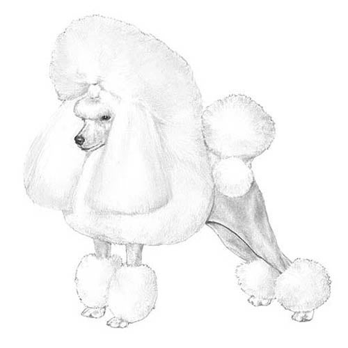 Cute Maltipoo Coloring Book, Cute Dogs Coloring pages, Activity